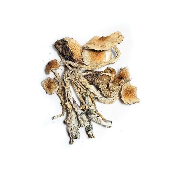 African-Transkei-Magic-Mushroom-1-1.jpg African-Transkei-Magic-Mushroom-1-1.jpg
