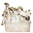 Albino-Penis-Envy-Mushroom-Grow-kit-4.jpg