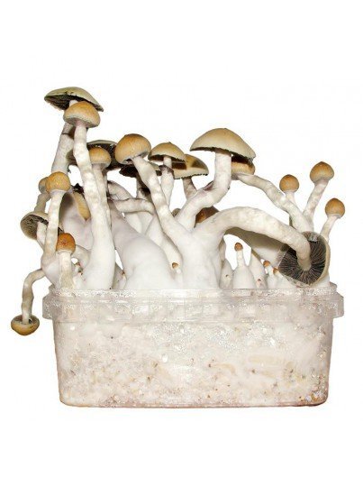 Albino-Penis-Envy-Mushroom-Grow-kit-4.jpg Albino-Penis-Envy-Mushroom-Grow-kit-4.jpg
