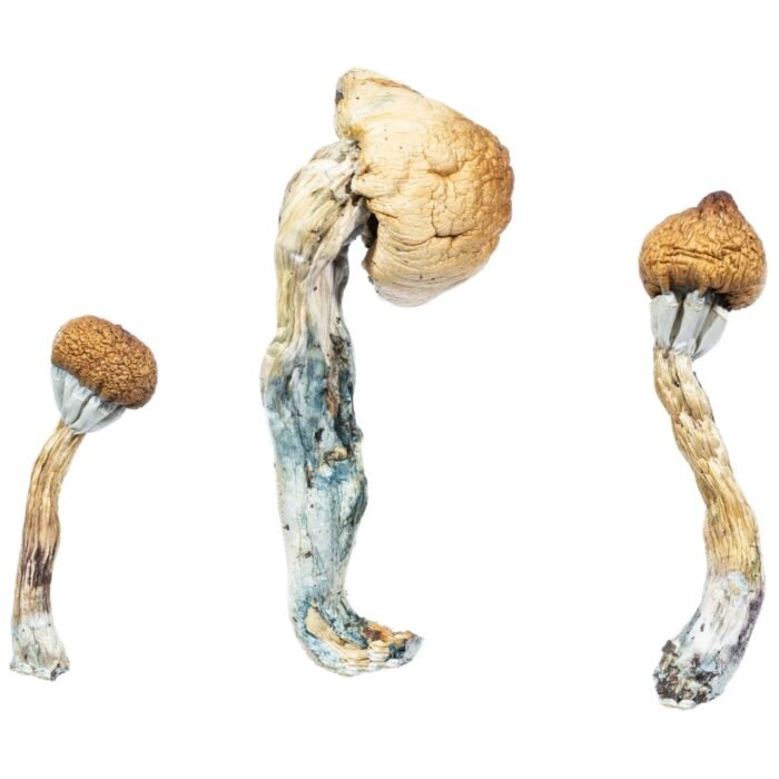 Albino-Penis-Envy1-1536x1536-1-1.jpeg Albino-Penis-Envy1-1536x1536-1-1.jpeg