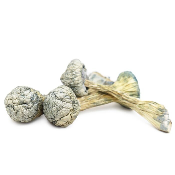 Albino-Treasure-Coast-Magic-Mushrooms-1.jpg Albino-Treasure-Coast-Magic-Mushrooms-1.jpg