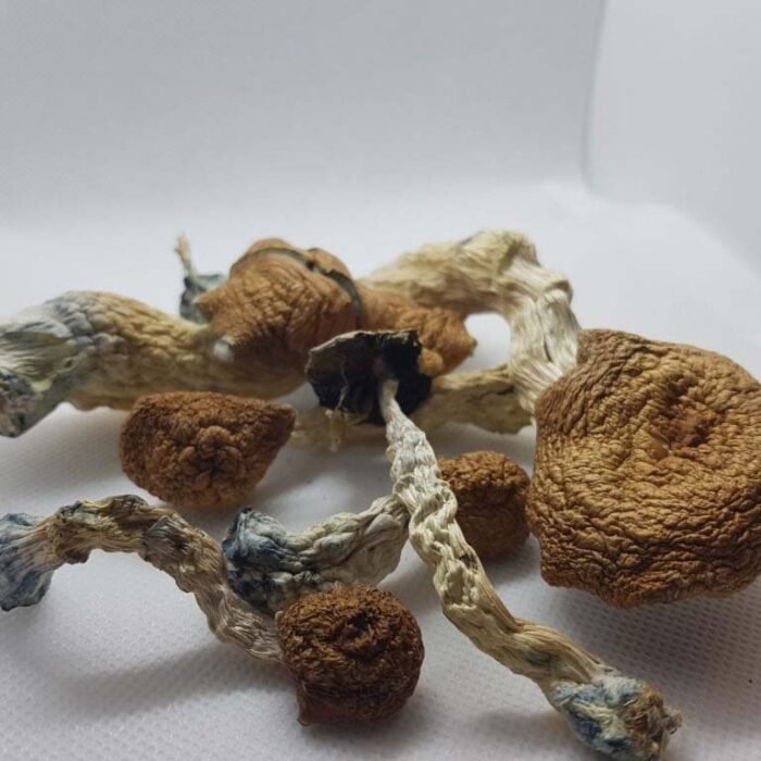 Amazonian-Magic-Mushrooms-1-1.jpg Amazonian-Magic-Mushrooms-1-1.jpg