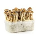 Amazonian-Mushroom-Grow-Kit-4.jpg