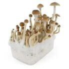 B-Mushroom-Grow-kit-2.jpg