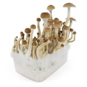 B+ Mushroom Grow kit