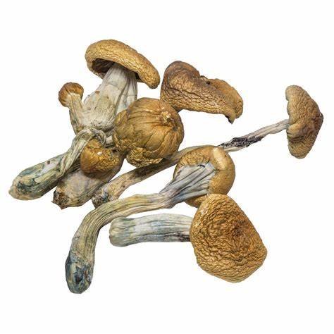 B-Mushrooms-3-1.jpg B-Mushrooms-3-1.jpg