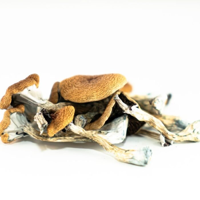 Brazilian-Magic-Mushrooms-1.jpg Brazilian-Magic-Mushrooms-1.jpg