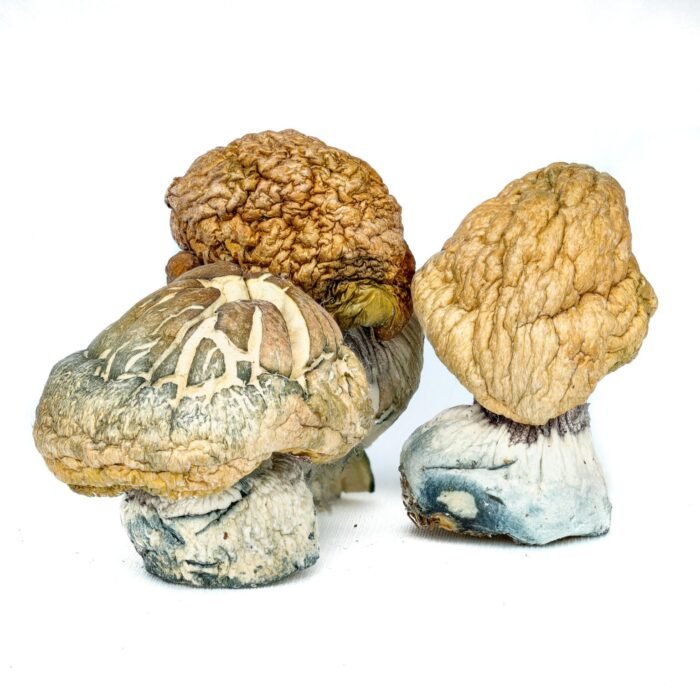 Burmese-Magic-Mushrooms-1-1.jpg Burmese-Magic-Mushrooms-1-1.jpg