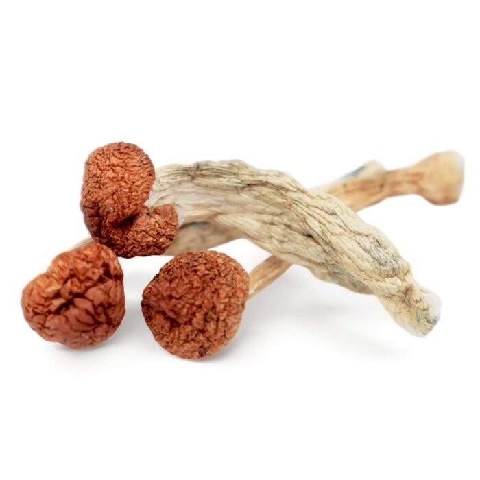 Cambodian-Magic-Mushrooms-1.jpg