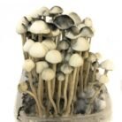 Copelandia-Hawaiian-Mushroom-Grow-kit-1-1-1.jpg