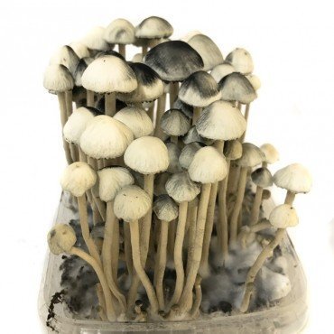 Copelandia-Hawaiian-Mushroom-Grow-kit-1-1-1.jpg Copelandia-Hawaiian-Mushroom-Grow-kit-1-1-1.jpg