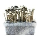 Copelandia-Hawaiian-Mushroom-Grow-kit-2-1.jpg