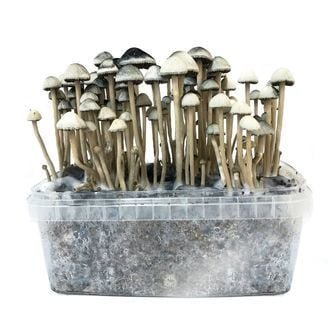 Copelandia-Hawaiian-Mushroom-Grow-kit-2-1.jpg Copelandia-Hawaiian-Mushroom-Grow-kit-2-1.jpg