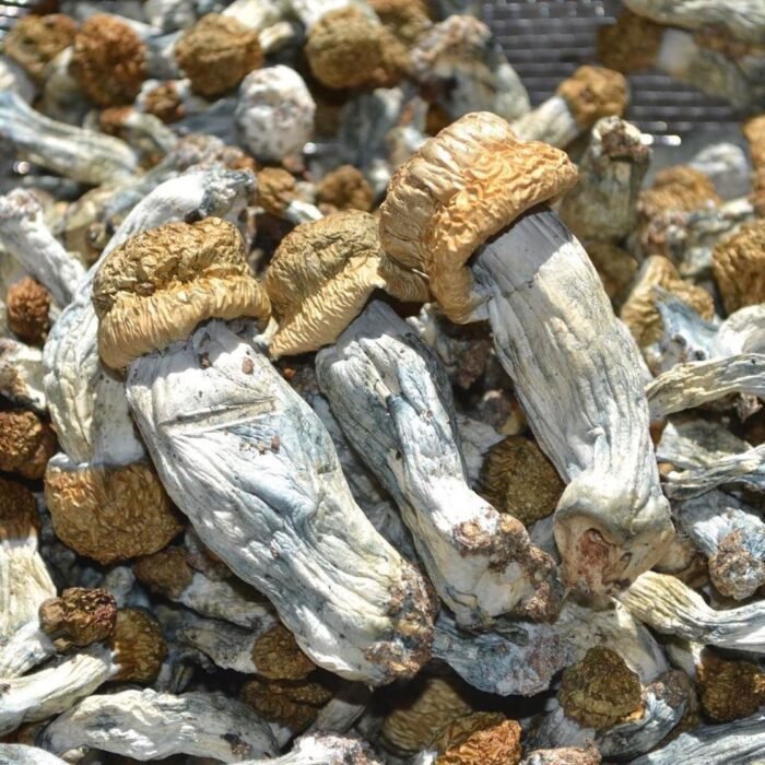 Ecuador-Magic-Mushroom-1.jpg