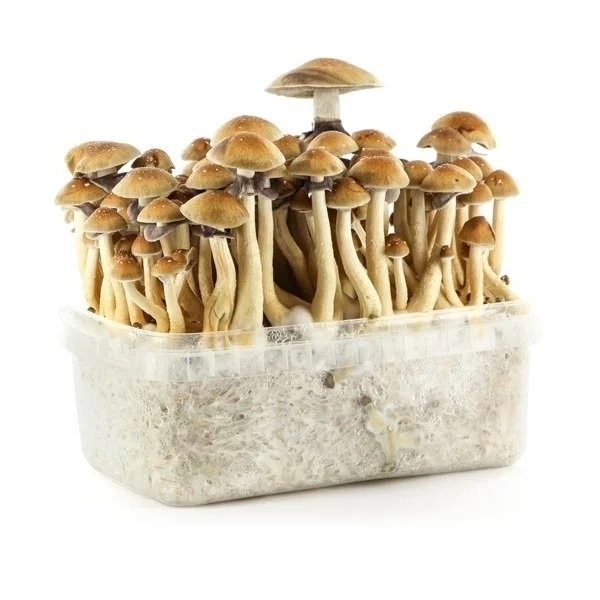 Golden-Teacher-Mushroom-Grow-Kit-2.jpg Golden-Teacher-Mushroom-Grow-Kit-2.jpg
