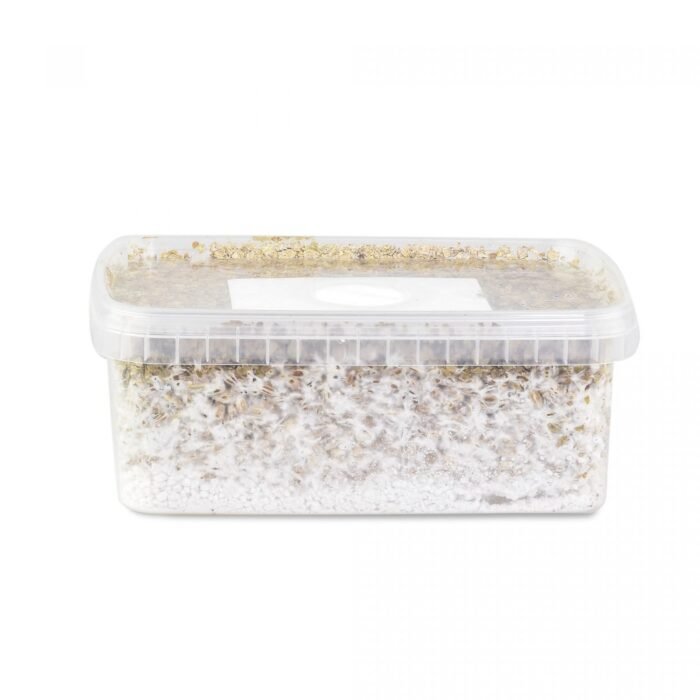 Hawaii-Mushroom-Grow-Kit-1-1.jpg Hawaii-Mushroom-Grow-Kit-1-1.jpg