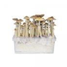 Hawaii-Mushroom-Grow-Kit-4.jpg