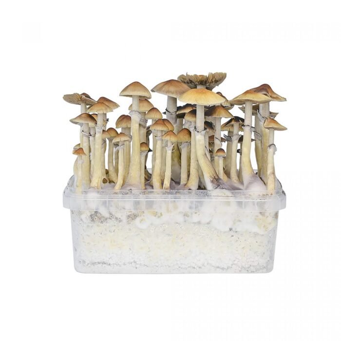 Hawaii-Mushroom-Grow-Kit-4.jpg Hawaii-Mushroom-Grow-Kit-4.jpg