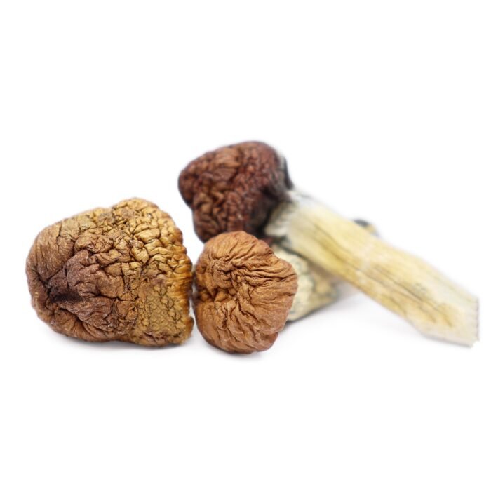 Mazatapec-Magic-Mushrooms-1.jpg Mazatapec-Magic-Mushrooms-1.jpg