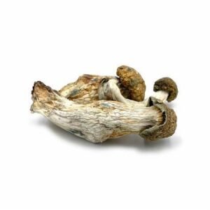 Melmac Magic Mushrooms