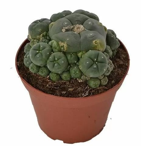 Peyote-Cluster-–-Lophophora-Williamsii-1.jpeg Peyote-Cluster-–-Lophophora-Williamsii-1.jpeg