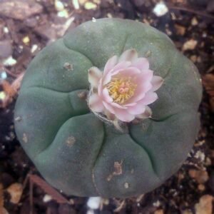 Peyote-seeds-2-1.jpg