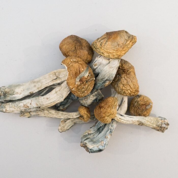 SHAFAA-Heal-Macrodose-Magic-Mushroom-Chocolates-–-2g-600x450-9-1.jpg SHAFAA-Heal-Macrodose-Magic-Mushroom-Chocolates-–-2g-600x450-9-1.jpg