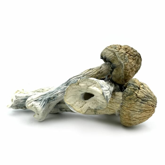 Thrasher-Mushrooms-1536x1536-1-1.jpg Thrasher-Mushrooms-1536x1536-1-1.jpg