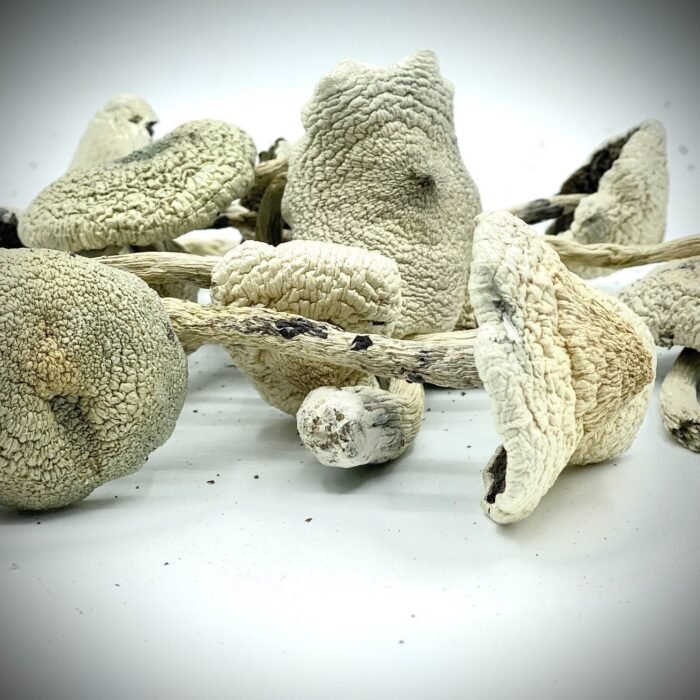 White-Teacher-Mushroom-1.jpg White-Teacher-Mushroom-1.jpg